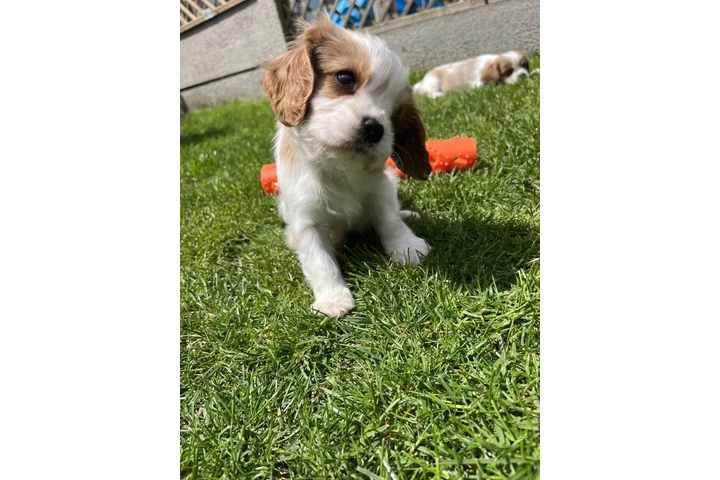 $270 : CAVALIER KING CHARLES image 1