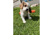$270 : CAVALIER KING CHARLES thumbnail