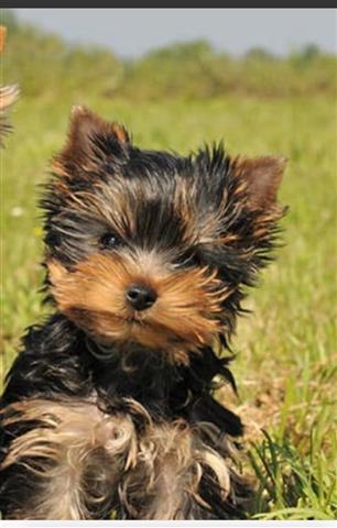 $350 : Cachorros Yorkie en venta image 4