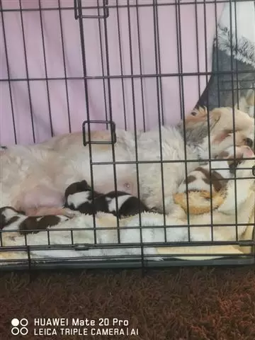$500 : Akc registered Shih Tzu puppys image 1
