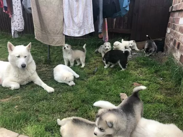 $550 : HUSKY PUPPYS READY image 2