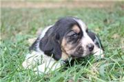 $500 : Registered basset hound thumbnail