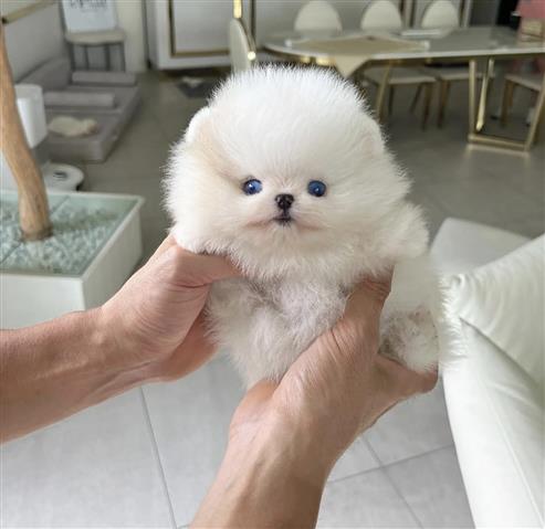 $300 : Pomeranian teacup puppy image 1