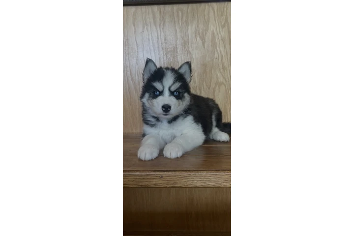 $400 : Siberian Husky Puppies image 3