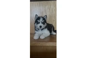 $400 : Siberian Husky Puppies thumbnail