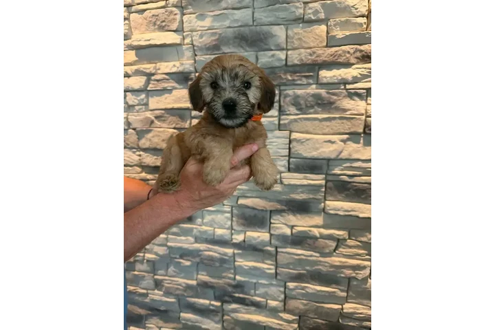 $1400 : 4 Whoodle puppies image 5