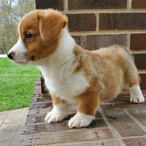 $800 : Pembrokeshire corgis image 1