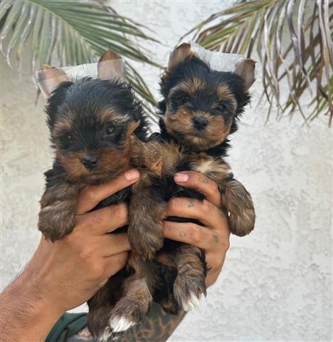 Yorkie puppies image 2