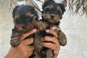 Yorkie puppies thumbnail