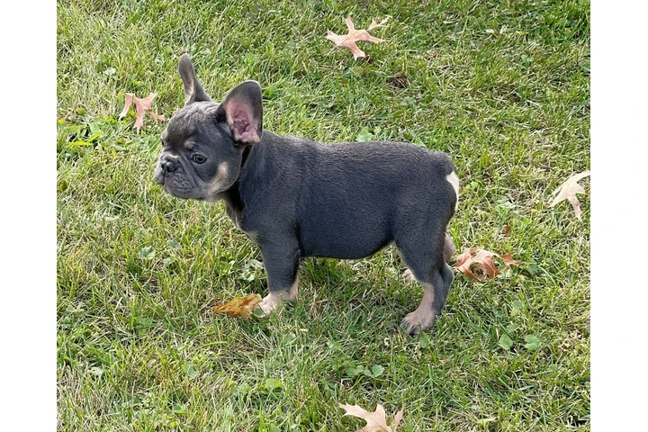 Fluffy Frenchies puppies image 6