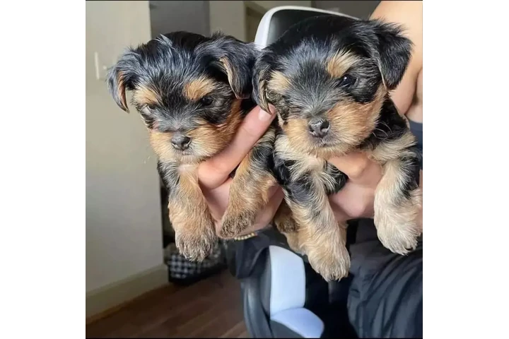 $350 : Cachorros yorkie taza de té image 2