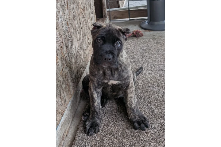 Perro de presa canario image 4