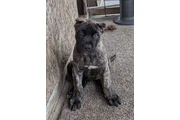 Perro de presa canario thumbnail