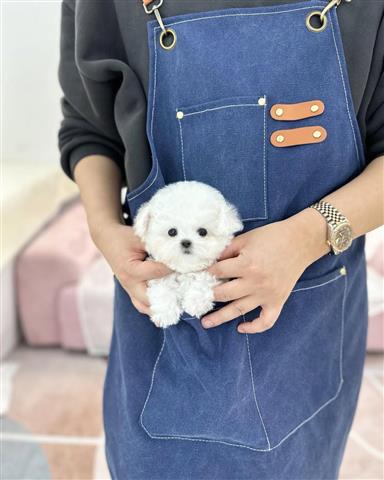 $350 : Mini Bichón Frisé image 2