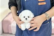 $350 : Mini Bichón Frisé thumbnail