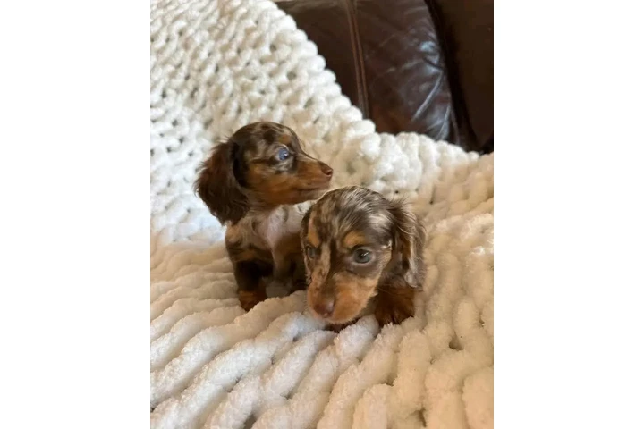 $300 : Adorable Miniature Dachshund image 1