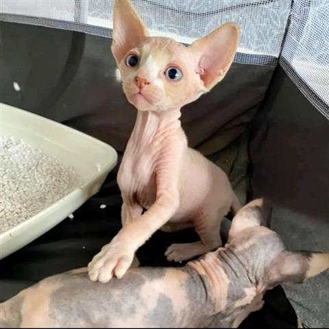 $600 : Male and Female Sphynx kittens image 9