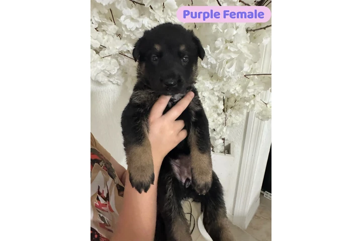 $300 : GS Puppies image 5