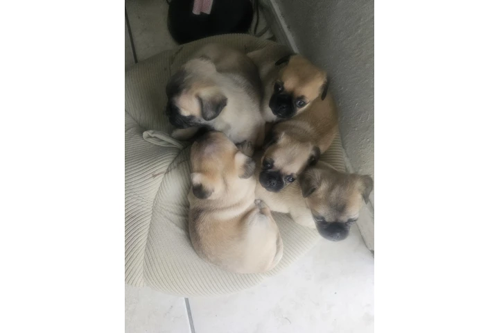 $400 : Bbs pug image 2