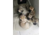 $400 : Bbs pug thumbnail
