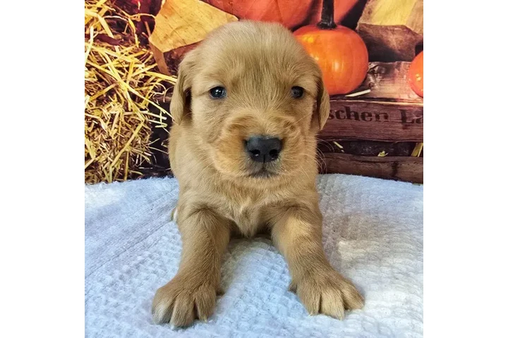 $350 : Golden Retriever image 4