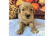 $350 : Golden Retriever thumbnail