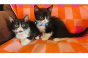 Gatitos en Los Angeles