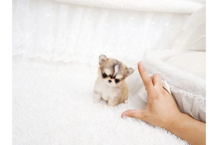 $350 : Micro Chihuahua image 1