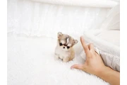 Micro Chihuahua en Miami