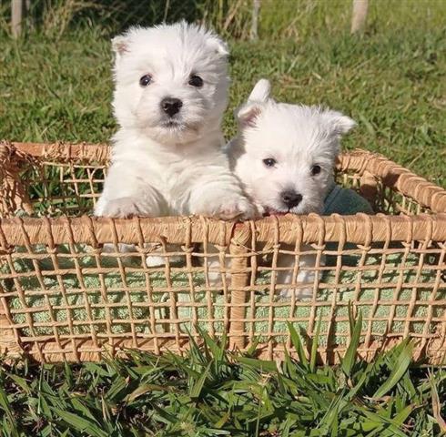 $400 : West Highland White Terrier image 3