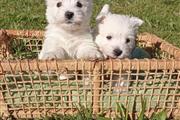 $400 : West Highland White Terrier thumbnail