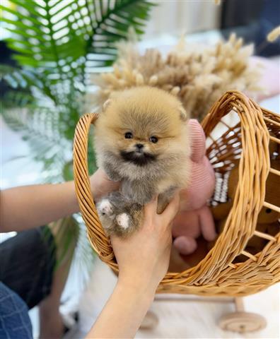 $350 : Cachorros Pomerania en venta image 6