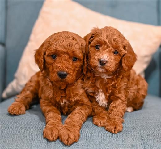 $500 : READY NOW GOLDEN DOODLE PUPS image 2