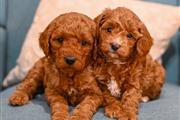 $500 : READY NOW GOLDEN DOODLE PUPS thumbnail