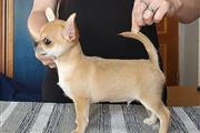 Cute chihuahua puppies for sal en Chicago