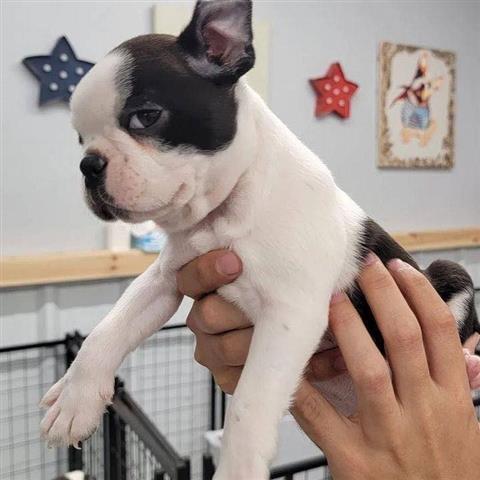 $350 : Boston Terrier puppies image 3