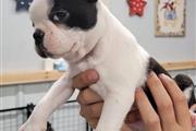 $350 : Boston Terrier puppies thumbnail