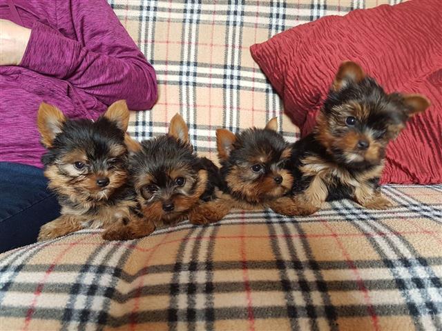 $500 : Potty Yorkshire Terrier pups image 2