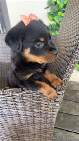 $450 : Perrita Rottweiler Special image 1