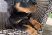 $450 : Perrita Rottweiler Special thumbnail