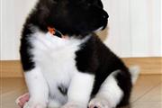 Akita Puppies for adoption en New York