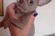 Cachorros Chihuahua en venta en Miami