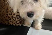 $650 : maltese puppies thumbnail