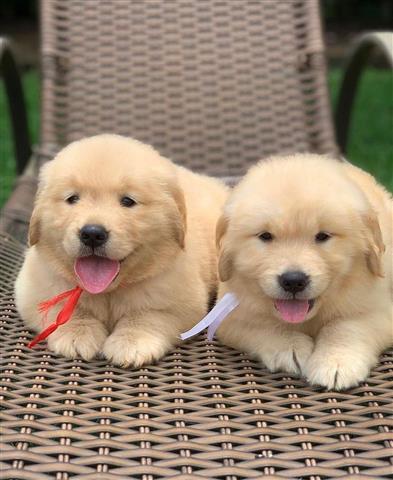 $250 : Golden retriever puppies image 1