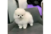 $400 : Pomeranian puppie / French bul thumbnail
