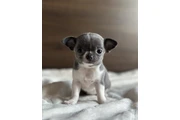 $500 : Chihuahua puppies for sale thumbnail