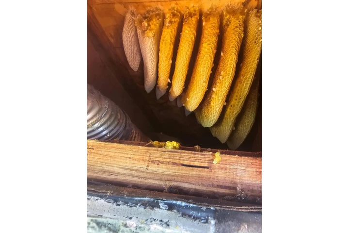 Henry’s Bees Removal Service image 2