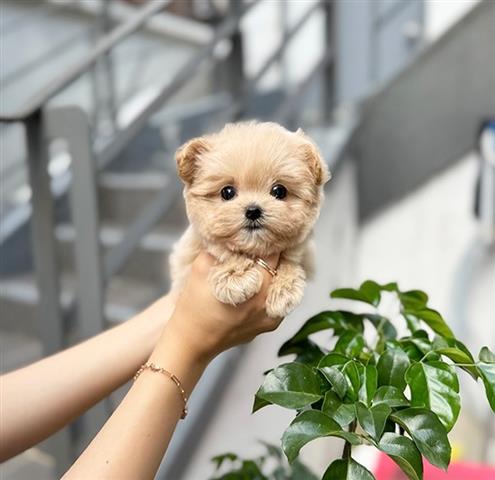 $350 : MALTIPOO EN VENTA image 2