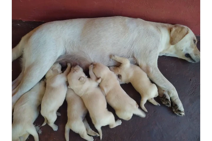 $500 : Cachorros Labradores Amarillos image 9