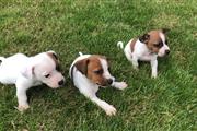 Jack Russell Terriers en Fairfield